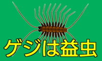 347：夏至にゲジが現れた
