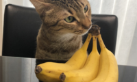42：バナナの柄のにおいをしきりに嗅ぐ猫様