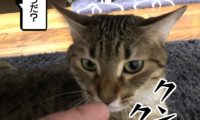 39：猫に指を指すとにおいを嗅ぐと言う法則