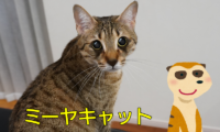 373：ミーアキャットが飼いたいけど猫様と共存できる？